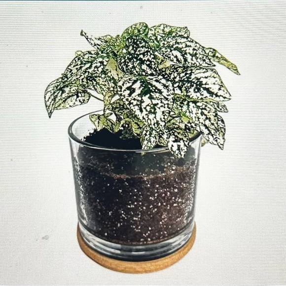 First Snow Houseplant from Potting Shed - Picture 3 of 5